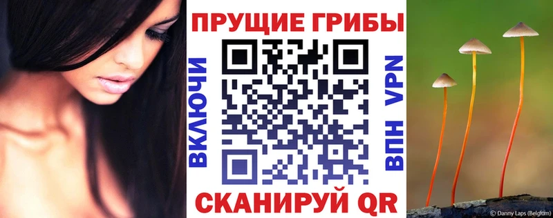 Псилоцибиновые грибы мицелий  где купить наркоту  Отрадная 